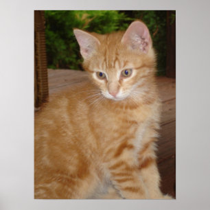 Cute Kit! Poster