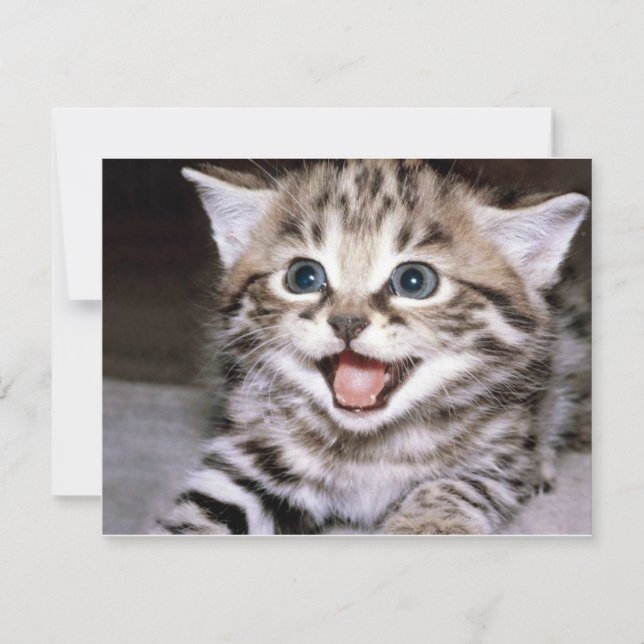 Cute Kitten (Front)