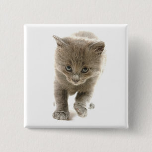 cute kitten 15 cm square badge