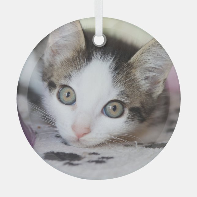 Cute Kitten 1 Photo Circle Glass Tree Decoration (Front)