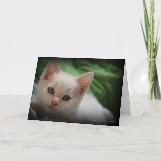 Cute Kitten 5x7 photo greeting card blank inside (Front)