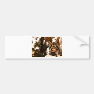 Cute Kitten Bumper Sticker