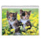 Cute Kitten Calendar