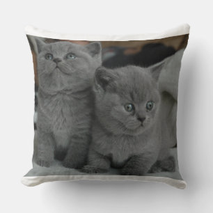Cute Kitten Cat Pet Animal Grey Cushion