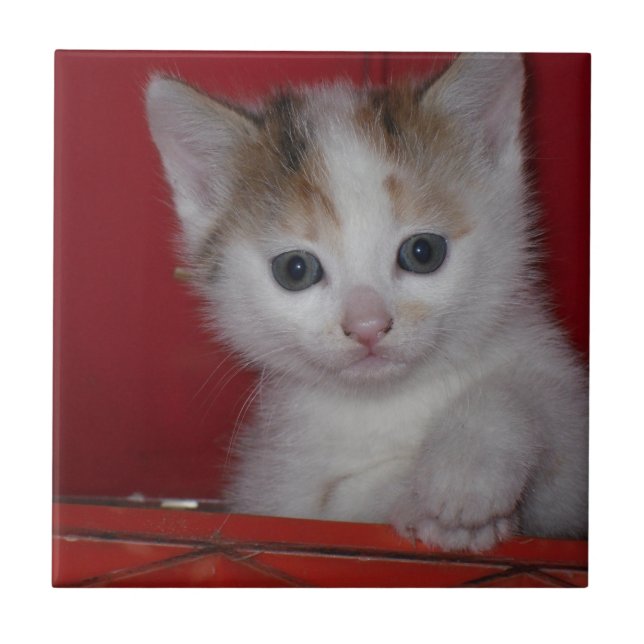 Cute Kitten Ceramic Tile (Front)