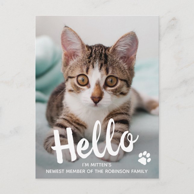 Cute Kitten Custom Cat Photo Hello New Pet  Announcement Postcard (Front)