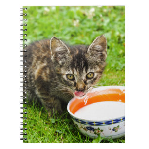 Cute kitten drinking out of a bowl notebook