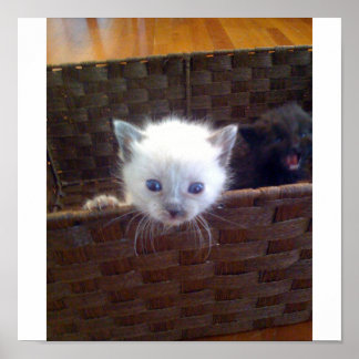 Cute Kitten In Basket Poster