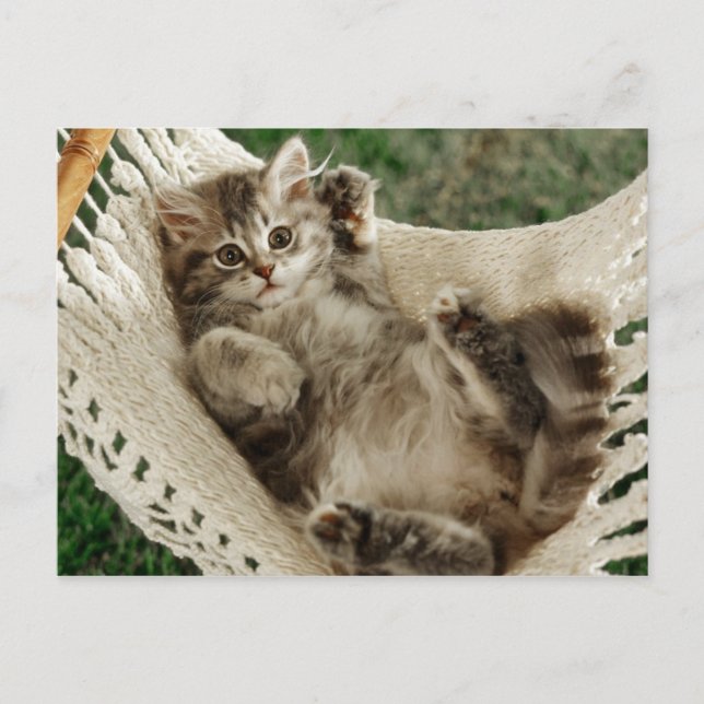 Cute Kitten in Hammock Postcard (Front)
