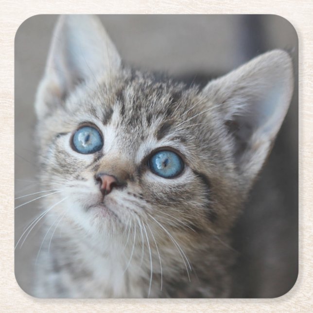Cute Kitten In the Garden Square Paper Coaster (Front)