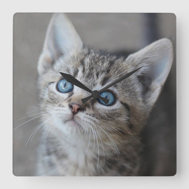 Cute Kitten In the Garden Square Wall Clock (Front)