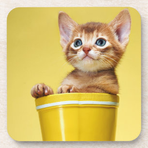 Cute kitten in yellow bucket coaster