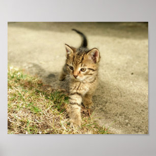 Cute kitten, little cat photo poster