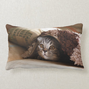 Cute kitten looking from sofa lumbar cushion