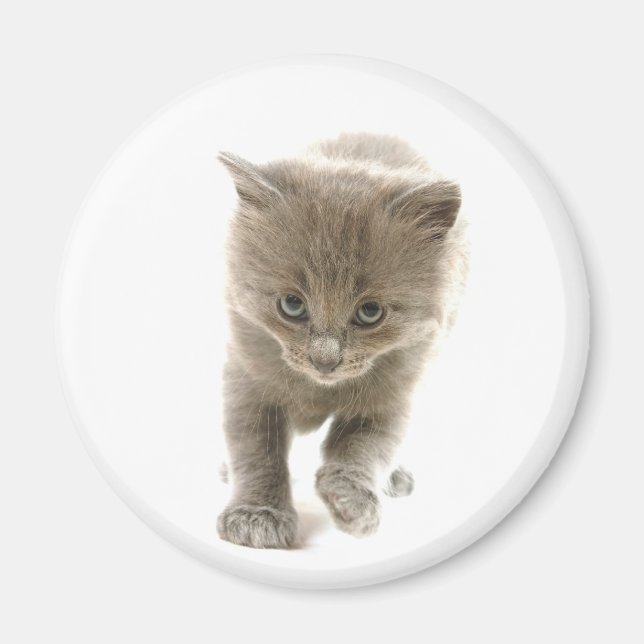 cute kitten magnet (Front)