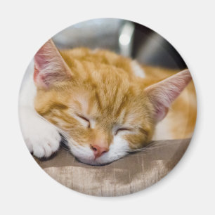 Cute Kitten Magnet