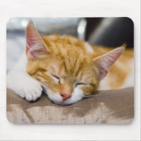 Cute Kitten