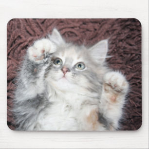 cute kitten mouse pad