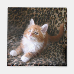 Cute kitten on leopard print square magnet