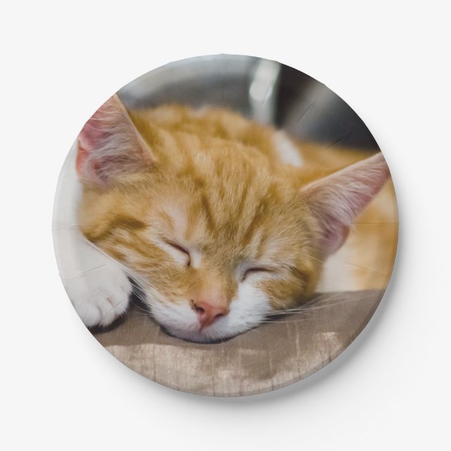 Cute Kitten Paper Plate (Front)