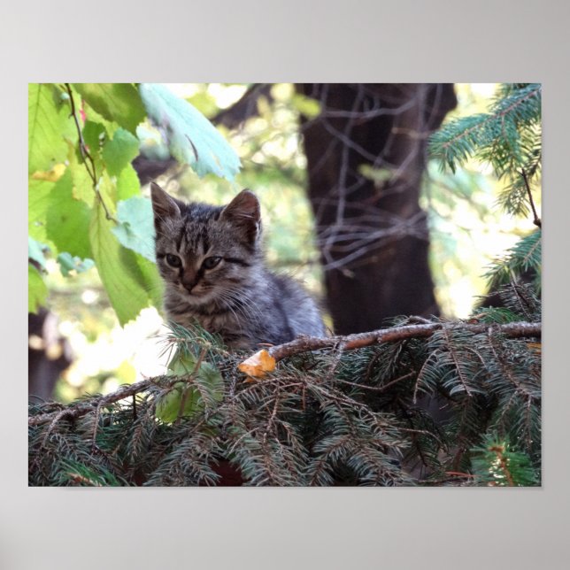 Cute Kitten Photo Value Poster Paper (Matte) (Front)