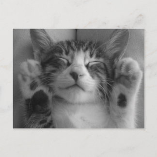 Cute Kitten Postcard