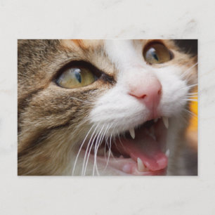 Cute Kitten Postcard