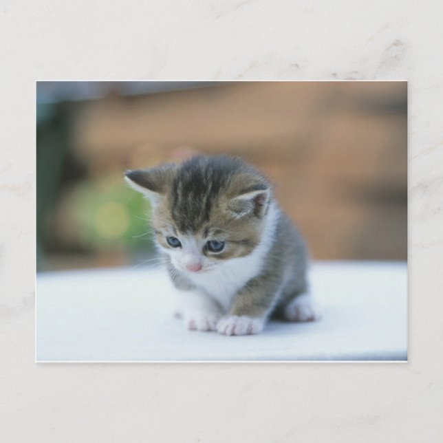 Cute Kitten Postcard (Front)