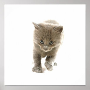 cute kitten poster