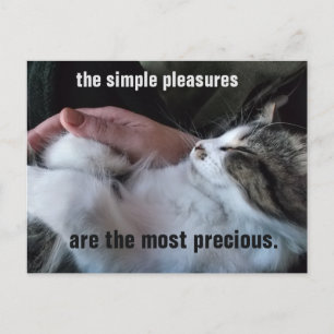 Cute Kitten Quote Simple Pleasures Customisable Postcard