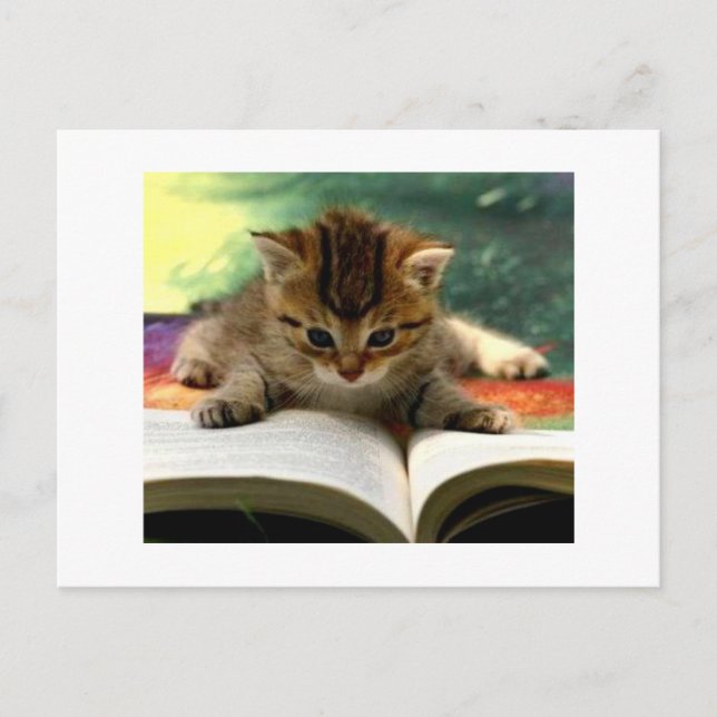 Cute Kitten Reading a Book Postcard (Front)