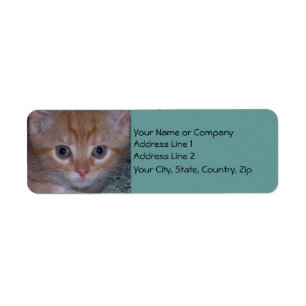 Cute Kitten Return Address Label