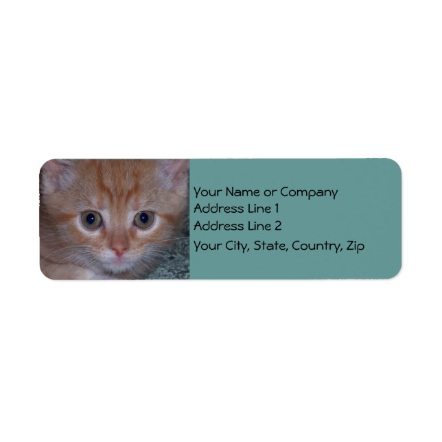 Cute Kitten Return Address Label (Front)