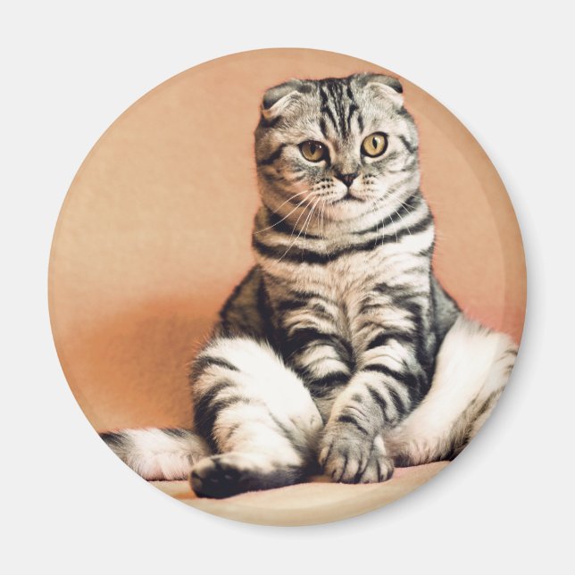 Cute Kitten Sprawled Out Magnet (Front)
