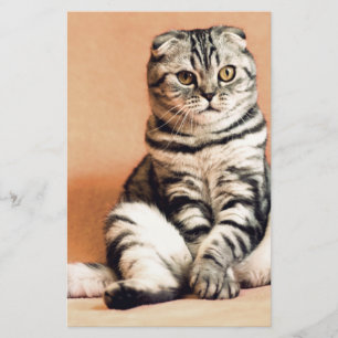 Cute Kitten Sprawled Out Stationery