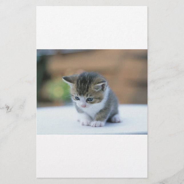 Cute Kitten Stationery (Front)