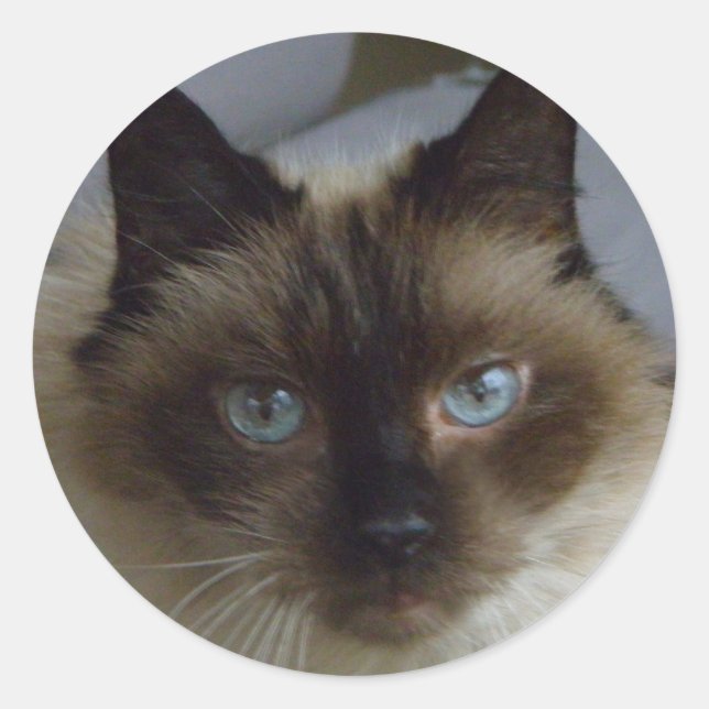 Cute Kitten Stickers (Front)