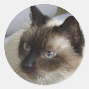 Cute Kitten Stickers
