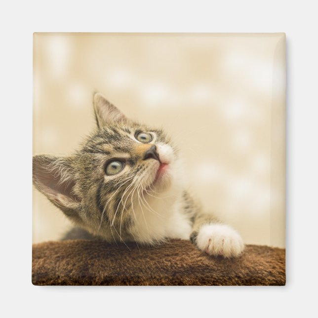 Cute Kitten with an Outstretched Paw Magnet (Front)