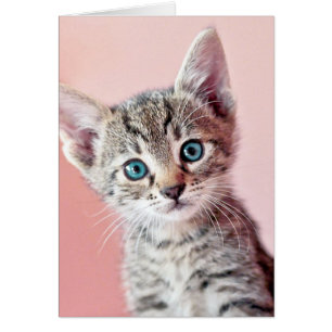 Cute kitten with blue eyes.