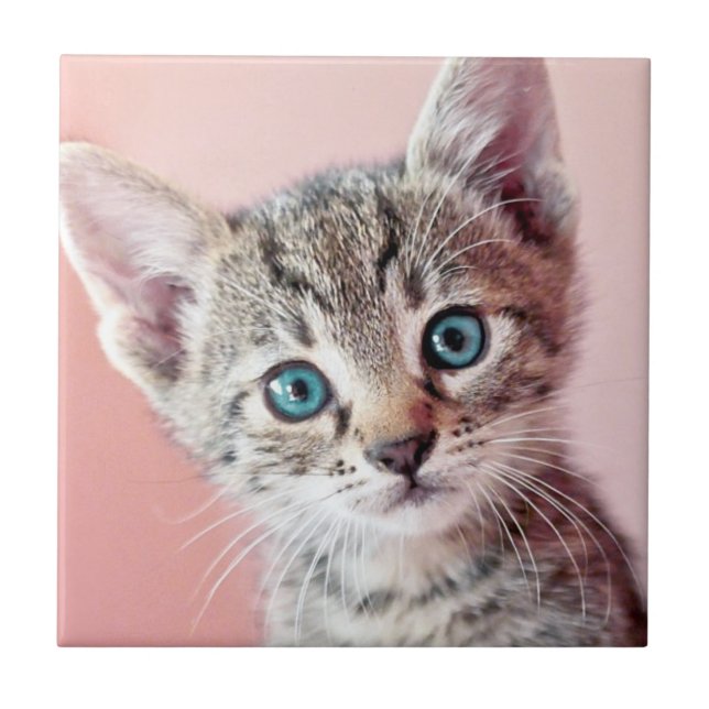Cute kitten with blue eyes. ceramic tile (Front)