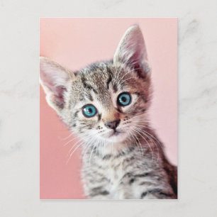 Cute kitten with blue eyes. postcard