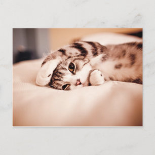 Cute Kitten with Paw over Face Postcard