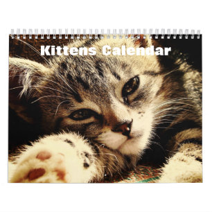 Cute Kittens 2025 Calendar