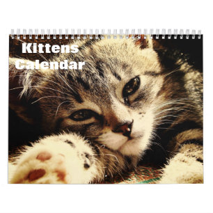 Cute Kittens 2026 Calendar