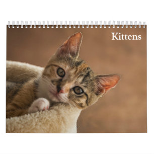 Cute Kittens 2027 Calendar