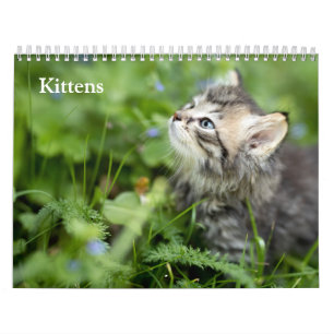 Cute Kittens 2027 Calendar