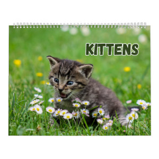 Cute Kittens  Calendar