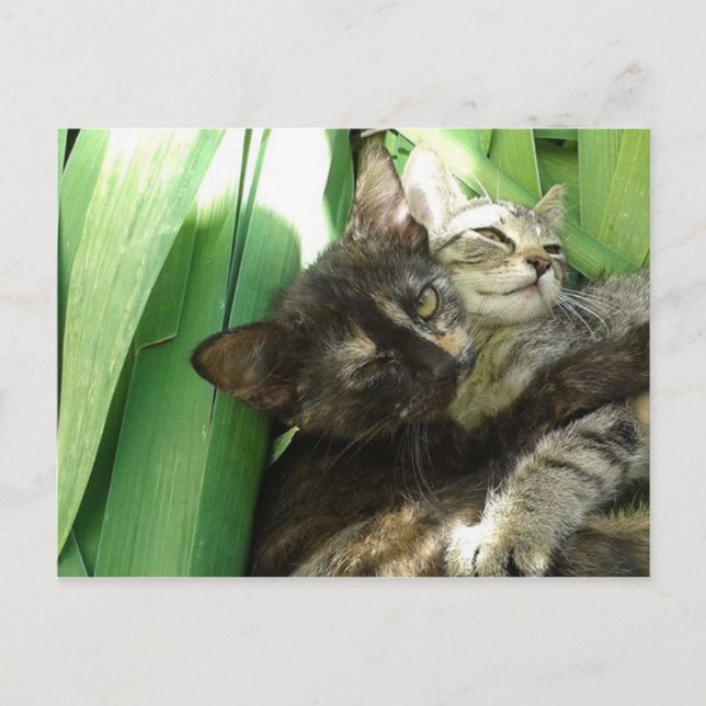 Cute kittens cuddling postcard (Front)