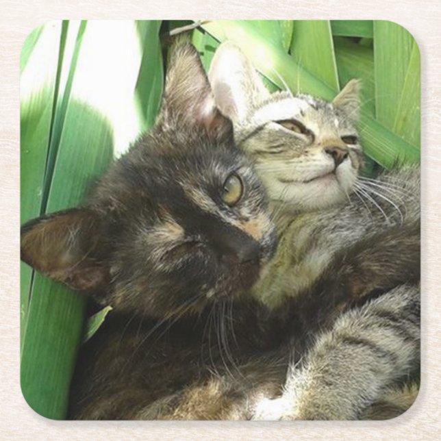 Cute kittens cuddling square paper coaster (Front)